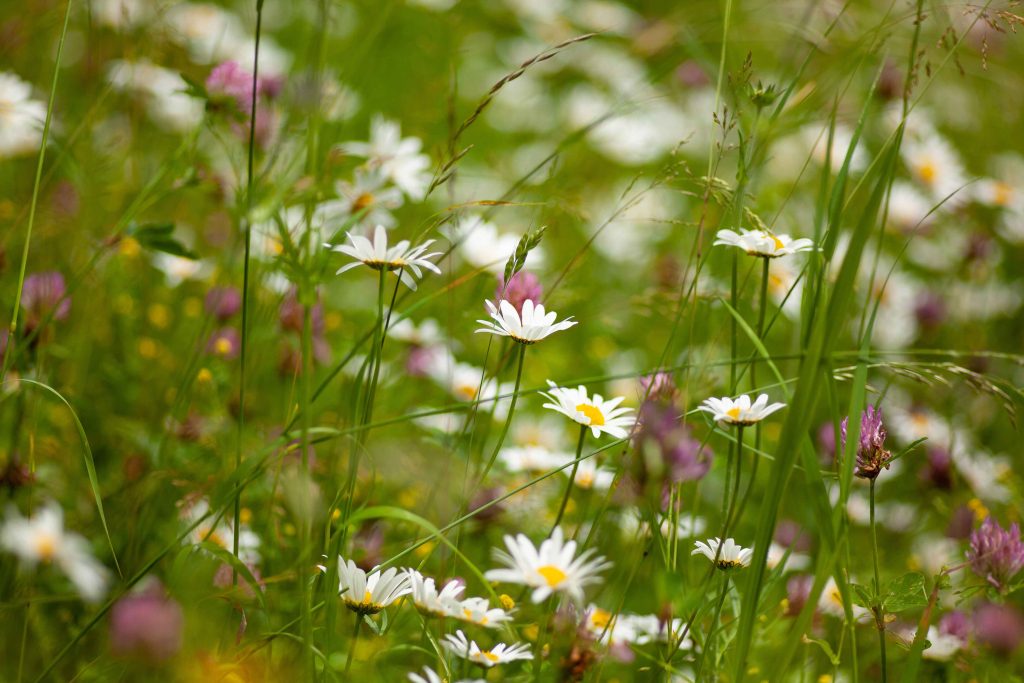 selective focus shot daisy field